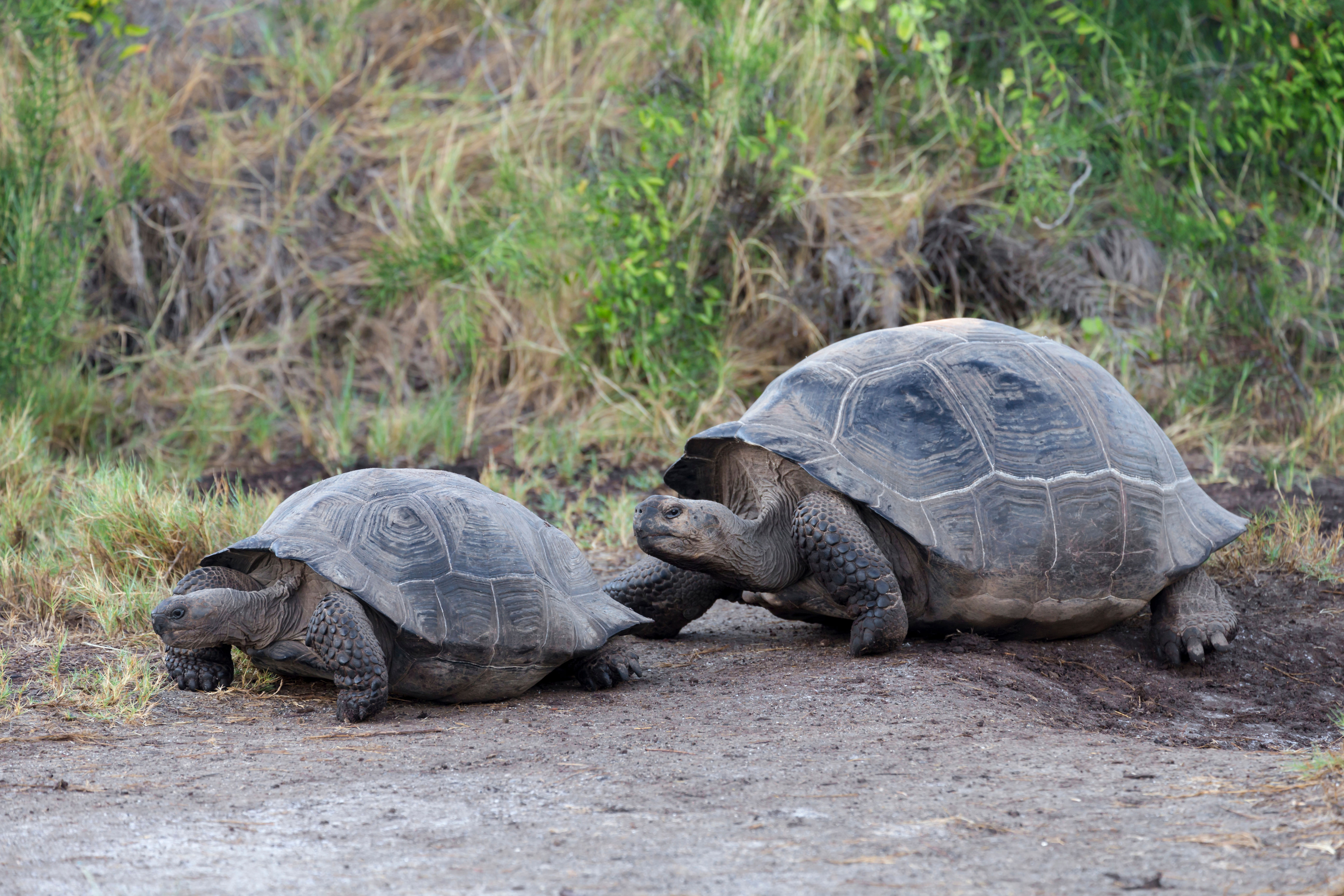Urvina Bay, Isabela Island
