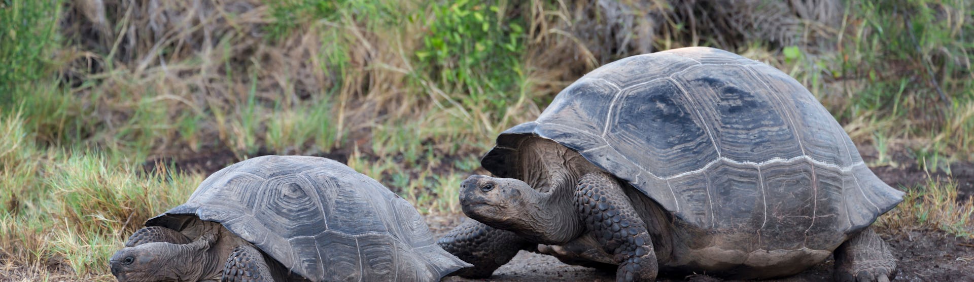 Urvina Bay, Isabela Island