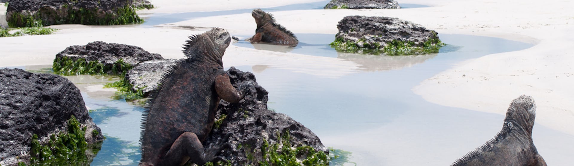 South Plaza (Santa Cruz)