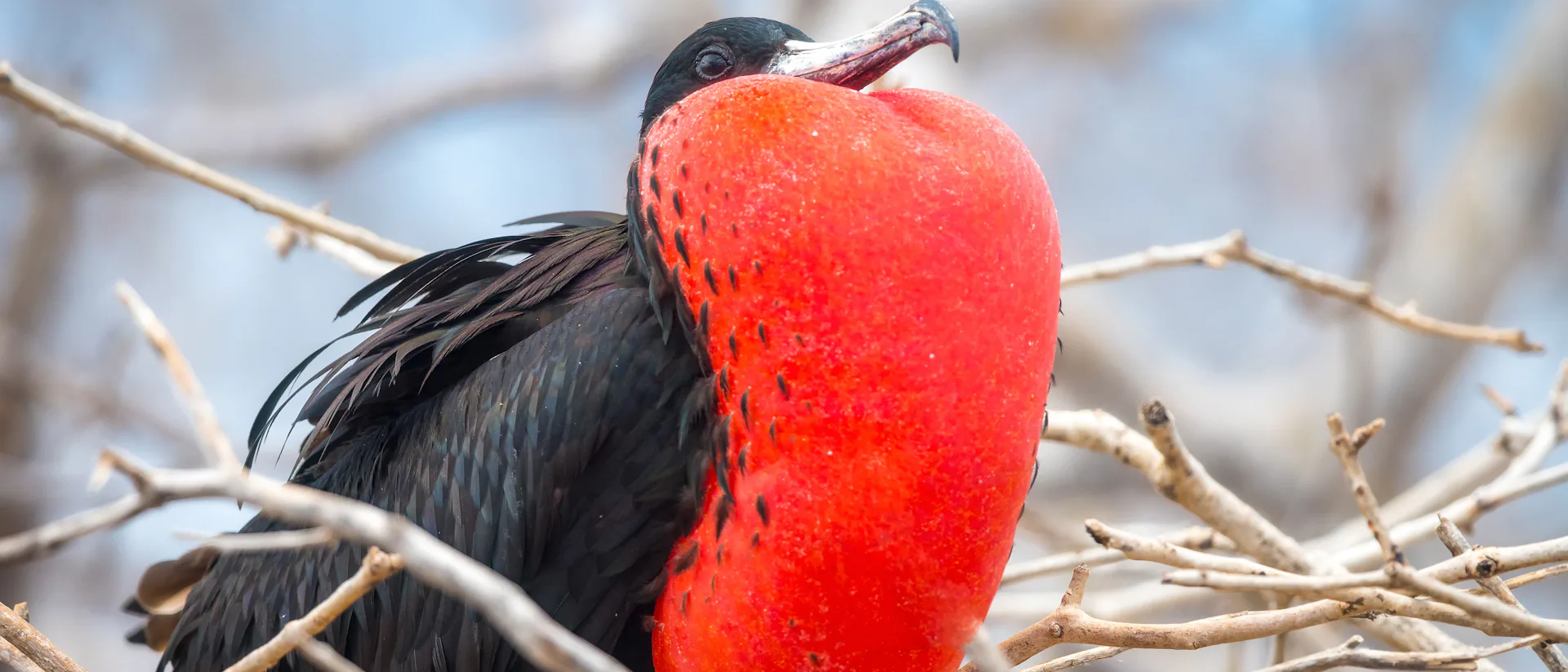 North Seymour Island