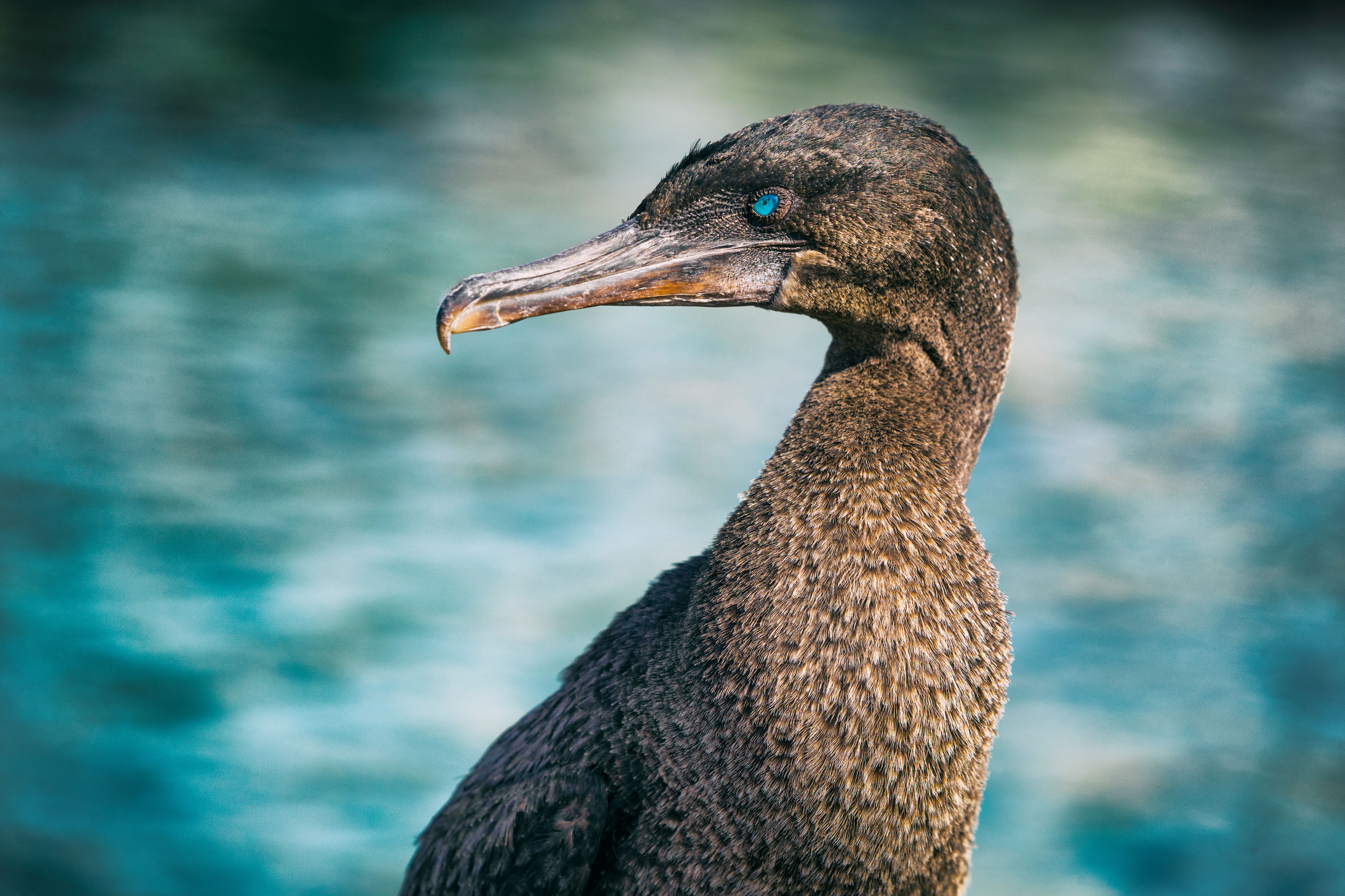 Cormorant Point, Floreana Island