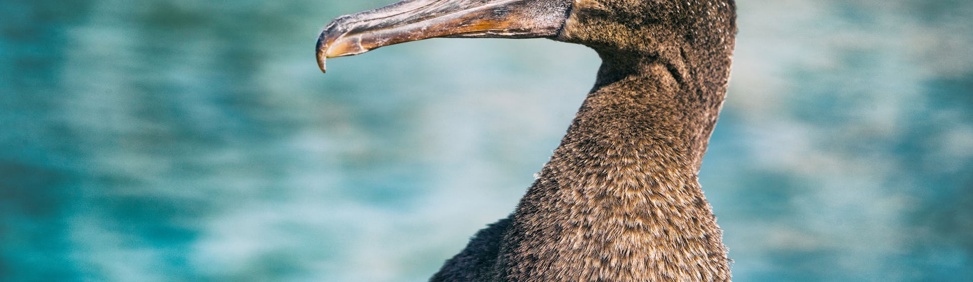 Cormorant Point, Floreana Island